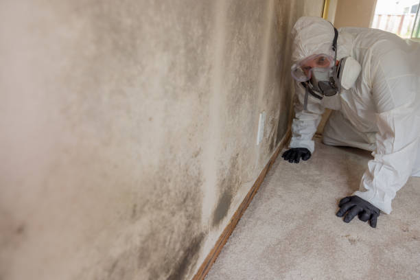 Best Emergency Mold Remediation  in Maysville, KY