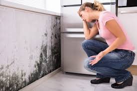 Best Mold Odor Removal Services  in Maysville, KY